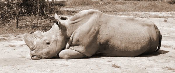 Sudán - El último rinoceronte blanco del norte 